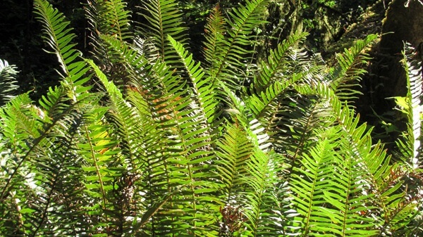 Lime-green ferns provide a stunning color contrast to the deeper greens and browns of the forest