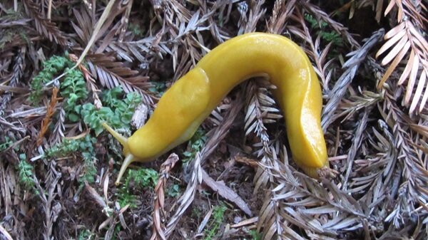 Banana slugs are almost as common in redwood forests as the redwoods themselves