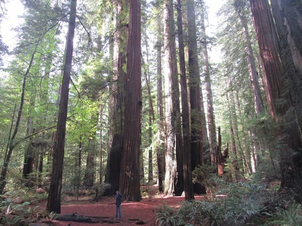 California Redwood Trees are massive