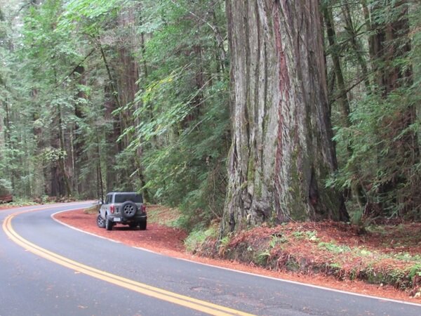 The sheer size of California Redwood Trees