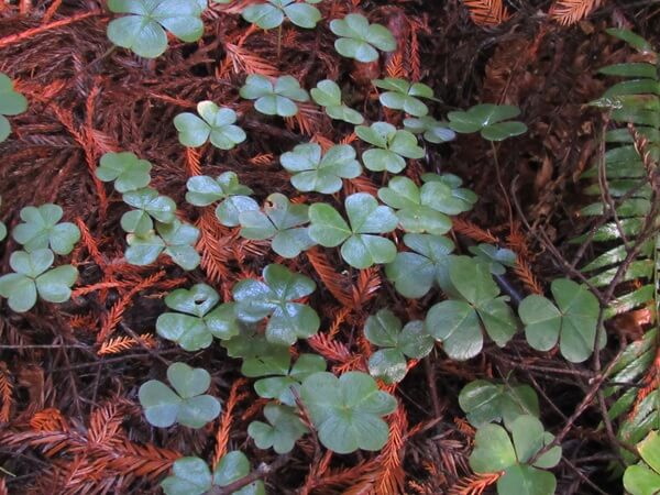 Redwood sorrel is a common sight climbing over redwood forest floors