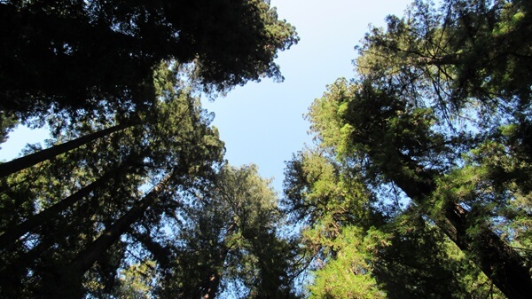 Redwood trees often grow 300 feet tall or taller