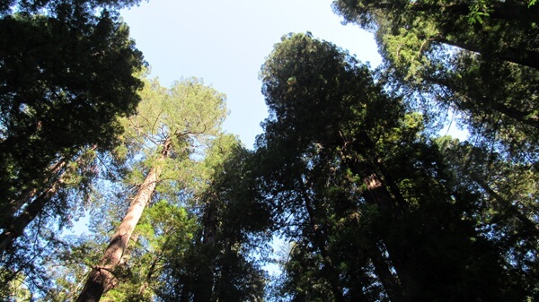 This cluster of redwoods looks like it’s holding a private council