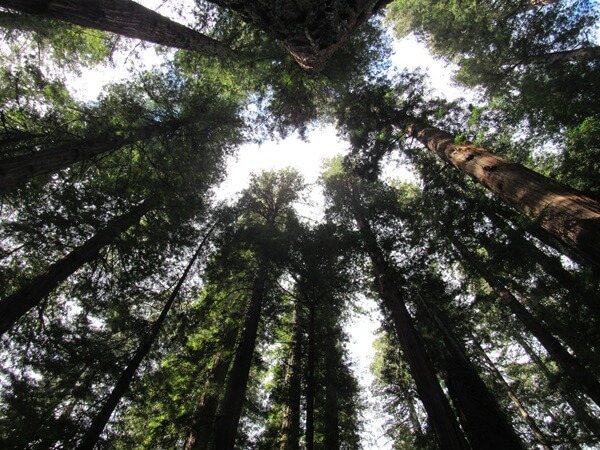 When you look straight up, the tops of the redwoods seem to touch the sky