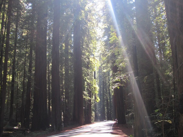 Sunlight filtering through the canopy casts ethereal shadows through the forest
