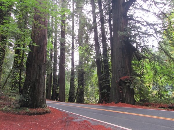 Massive redwood trees grow right beside the road in many state parks