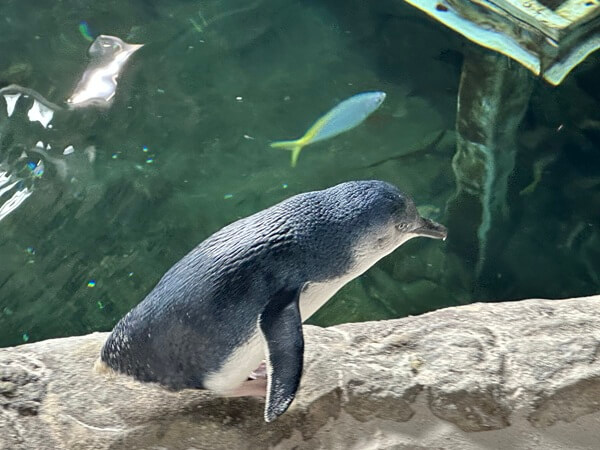 The penguins are cute to watch