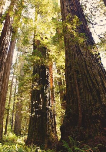 California Redwood Trees