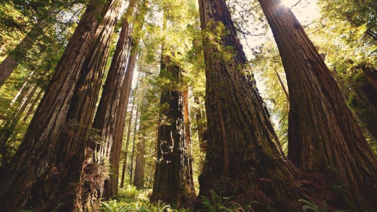 California Redwood Trees