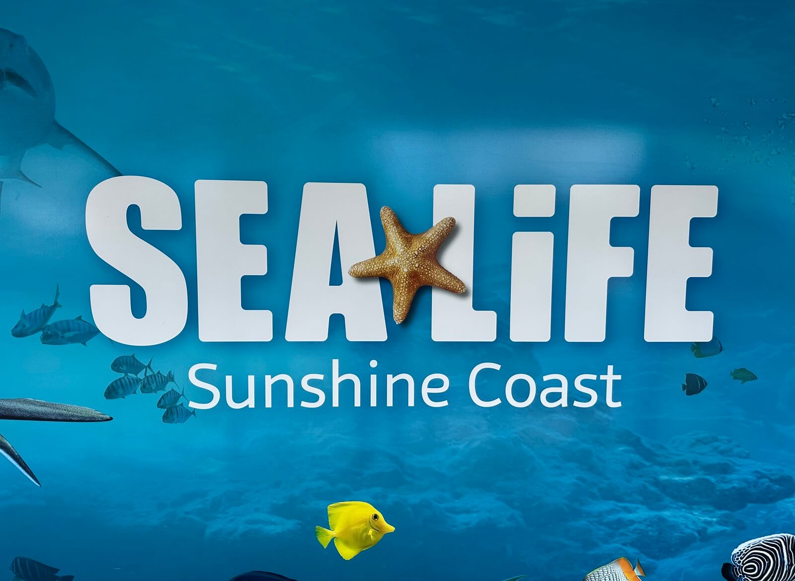 Sea Life Sunshine Coast Aquarium – A Complete Review
