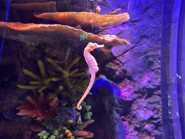 Sea Horse