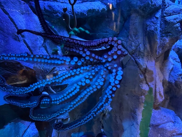 octopus Sea life sunshine coast aquarium