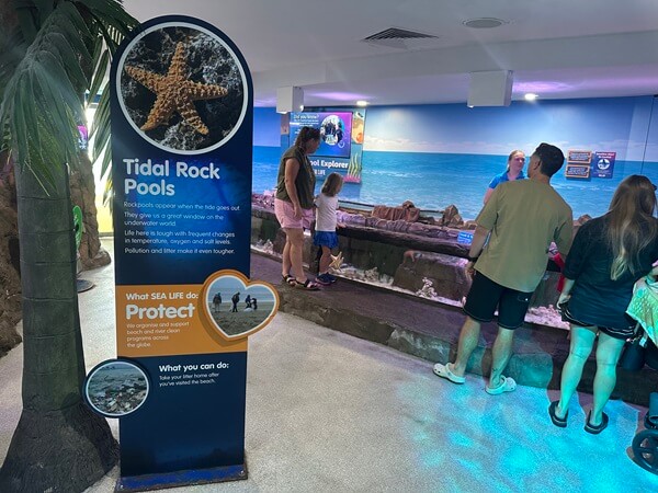 Tidal Rock Pools Sea Life Sunshine Coast