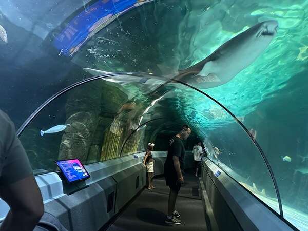 Underwater Tunnel Sea Life Sunshine Coast