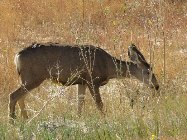 Deer are one of the many animals that call the Badlands prairies home.