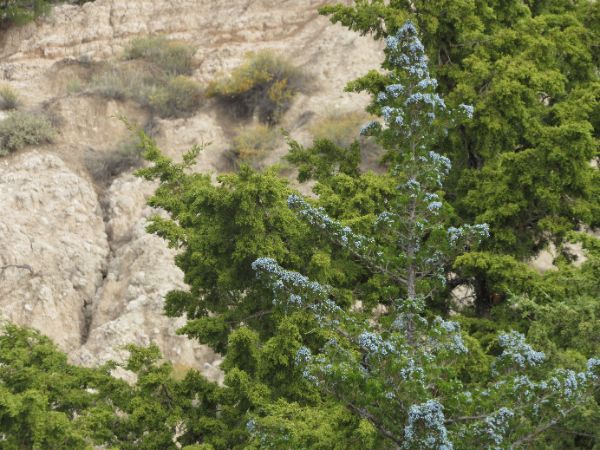 Junipers are the primary trees that grow in the Badlands.