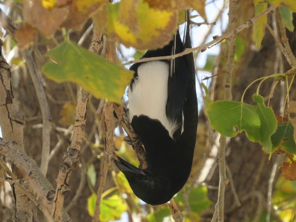 This black-billed magpie found a creative way to search for its next meal!