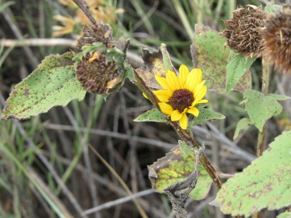 These pretty wildflowers grow along some of the hiking trails in the fall.