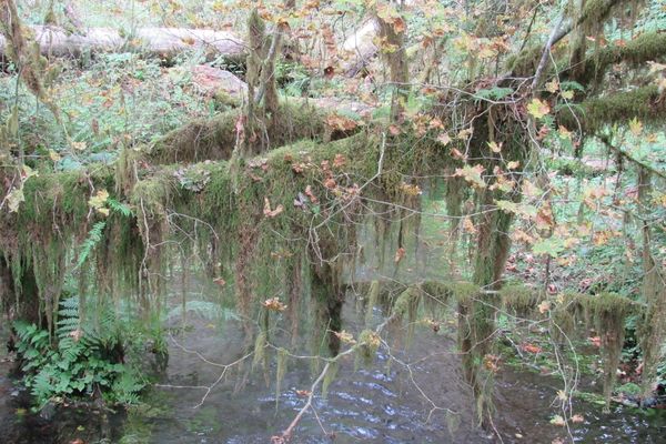 Green hanging moss is one of the most recognizable features of Olympic’s temperate rainforests