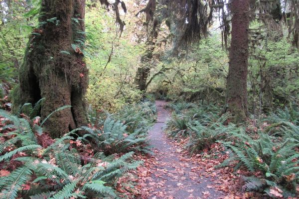 olympic national park