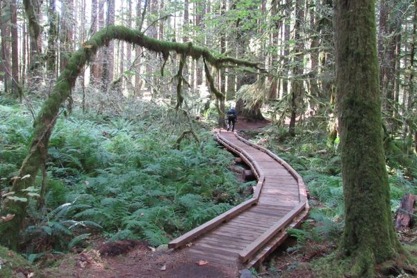 Lowland forests at Olympic National Park