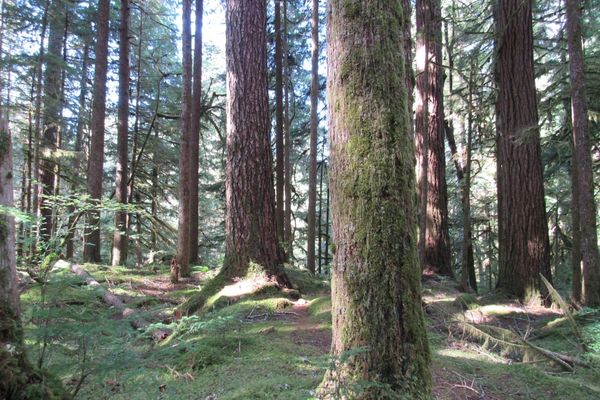 evergreen trees at olympic national park
