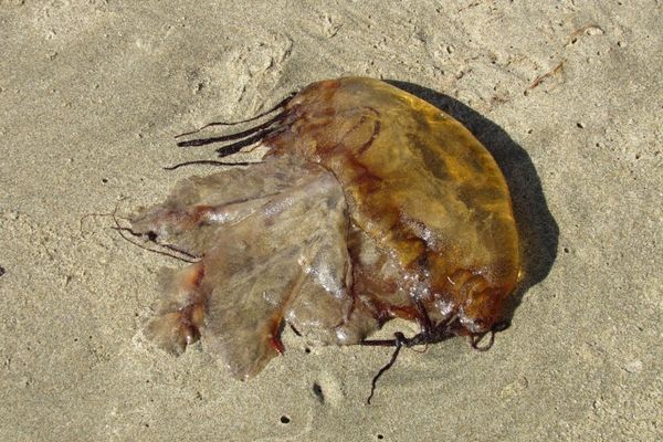You never know what you might find while exploring Olympic’s beaches.