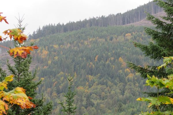 trees and evergreens
