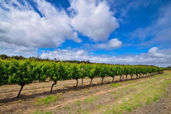 The local vineyards are only one of the many reasons to visit Margaret River