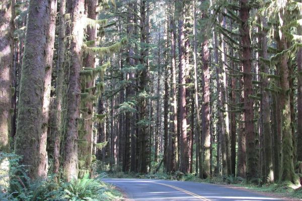 In the Hoh Rainforest, everything is covered in moss.