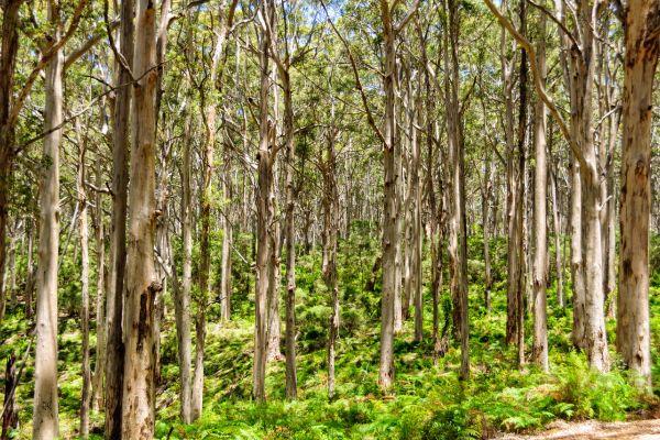 Karri Forest of Margaret River