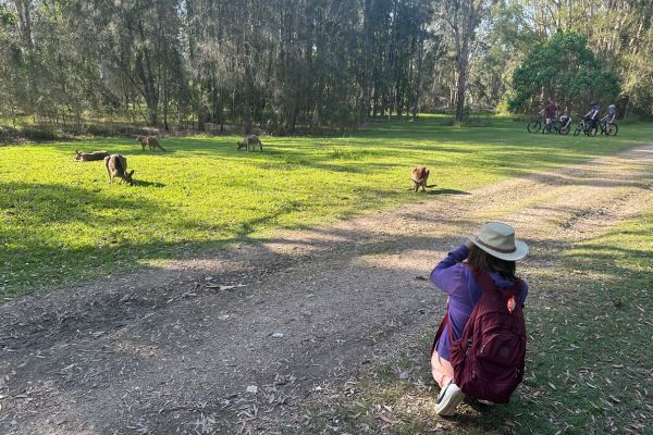 Kangaroos on the Gold Coast can be seen all over the area