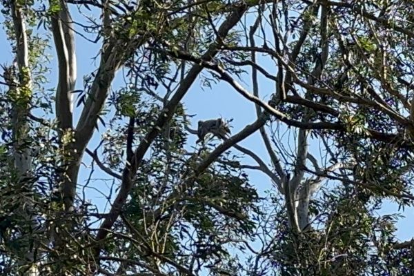 Kangaroos on the Gold Coast Koalas