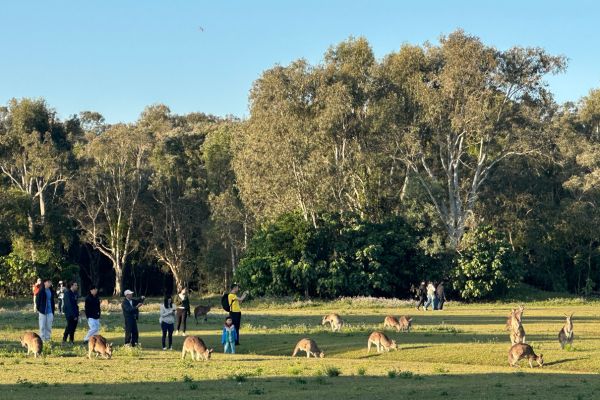 Kangaroos on the Gold Coast
