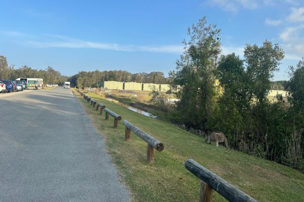 Kangaroos can be seen right beside the road