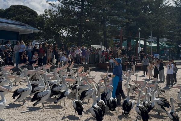 The Pelican feeding at Labrador is fun to watch